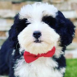 Bernedoodles and Goldendoodles from My Perfect Companion