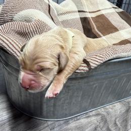 White Collar - Golden male Golden Retriever puppy in Evansville, Wyoming from Pura Vida Golden Retrievers