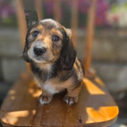 Fettuccine - Red male Dachshund puppy in Lewiston, Idaho from Farmhouse Dachshunds