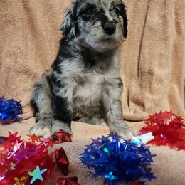 Aussiedoodle Puppies from Stone Shoe Ranch Aussiedoodles