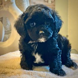 Twinkie - Black female Cockapoo puppy in Palm Beach County, Florida from Benji’s Cockapoos