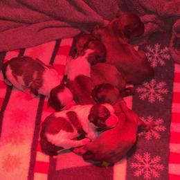 Shih Tzu puppies from Little Healthy Purebred Pups