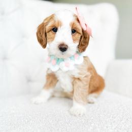 Sunny - Red  female Goldendoodle puppy in Sterling, Illinois from Charley's Goldendoodles