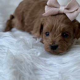 River - Red female Cavapoo puppy in Hardin, Texas from Oodlesoflildoodles