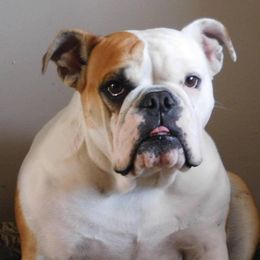 Bulldogs from Roberts Bulldogs
