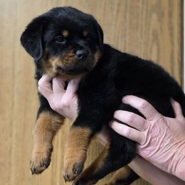 Zillow - Black and mahogany female Rottweiler puppy in Cottage Grove, Oregon from Divine Rottweilers