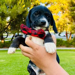 Ricky - Black and white male Cocker Spaniel puppy in Santa Ana, California from American Cocker Spaniel