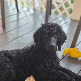 Riley - Black male Poodle puppy in Port Orange, Florida from Daytona’s Standard Poodles