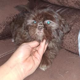 Girl 2 - Liver and white female Shih Tzu puppy in Birmingham, Alabama from K&D kennels