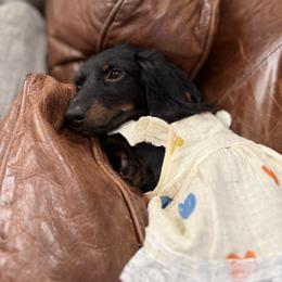 Pippy - Black and tan female Dachshund puppy in Appomattox, Virginia from Doxie Darlings VA