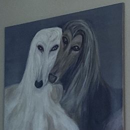Afghan Hound All Grown Up from Mount Diablo Afghan Hounds