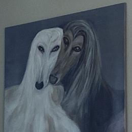 Afghan Hound All Grown Up from Mount Diablo Afghan Hounds