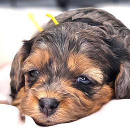 Skipper (Yellow) - Merle female Cavapoo puppy in Georgetown, Texas from Mc Doodles of Texas LLC