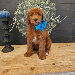 Turquoise female - Red  female Goldendoodle puppy in Haughton, Louisiana from Bailey’s Cajun Canines