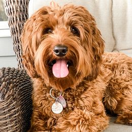 Piper - Australian Labradoodle