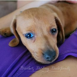 Dachshund Puppies from Brooke's Darling Dachshunds