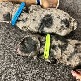 Bernedoodle and Poodle Puppies from Florida Prancy Paws
