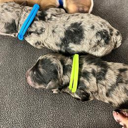 Bernedoodle and Poodle Puppies from Florida Prancy Paws
