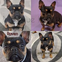 Raven - French Bulldog