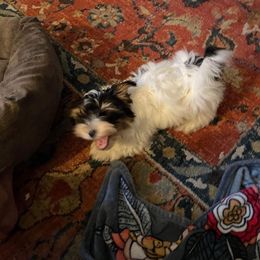 Assorted Doodle Crosses, Double Doodle, Maltipoo, Morkie, and Yorkipoo Puppies from Danza Bolo