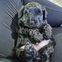 Mac - Black male Yorkipoo puppy in Alpine, Utah from Anderson's Yorkiepoo