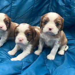 Beige boy - Blenheim male Cavalier King Charles Spaniel puppy in Wimberley, Texas from Amazing AKC Puppies