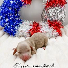 Nugget - Cream female Dachshund puppy in Prairieville, Louisiana from Southern Barron Danes & Dachshunds