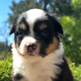 Julia - Black and tan female Pembroke Welsh Corgi puppy in Saint George, South Carolina from Carolina cotton candy corgis