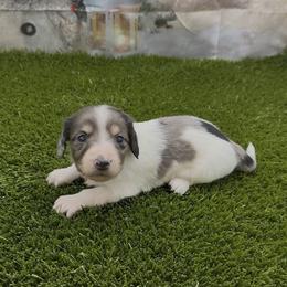 Black and Cream Dapple Piebald Longhair Girl - Dapple female Dachshund puppy in Killeen, Texas from Southern Dachshunds