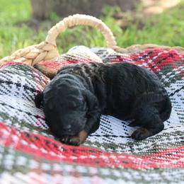 Winston - Phantom male Goldendoodle puppy in Hobbs, New Mexico from Goldie Locks Golden Retrievers & Doodles