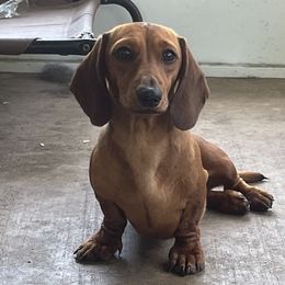 Rosie - Dachshund
