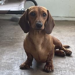 Rosie - Dachshund