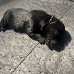 Brian - Black male Scottish Terrier puppy in Chattanooga, Tennessee from Oodles of Cuties!