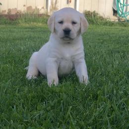Labrador Retriever Puppies from Valley View English Labs