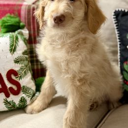 Brown Collar - Apricot male Goldendoodle puppy in San Augustine, Texas from Vintage Doodles