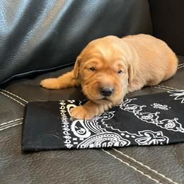 Black - Dark golden male Golden Retriever puppy in Lake City, Minnesota from Windcliff Goldens