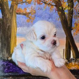 Angel - White male Maltese puppy in Brooksville, Florida from Vega's Maltese