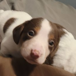 Dachshund Puppies from Puff n tuff farms