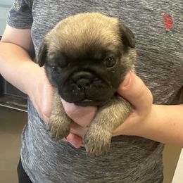 Girl 3 - Fawn female Pug puppy in Hemet, California from Greek God Pugs