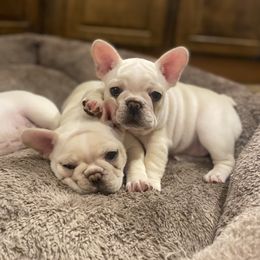 French Bulldog and Pomeranian Puppies from Legendary French Bulldogs