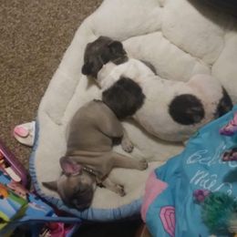French Bulldog Puppies from Friendly Acres French Bulldogs