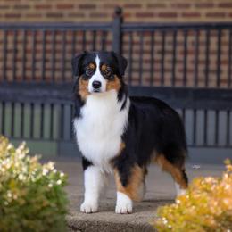 Gucci - Australian Shepherd