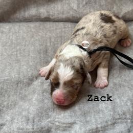 Zack - Red merle male Aussiedoodle puppy in Fort Worth, Texas from Doodles by Dada