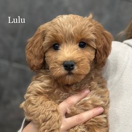 Lulu - Red  female Goldendoodle puppy in Milford, Indiana from Railway Acres Kennel