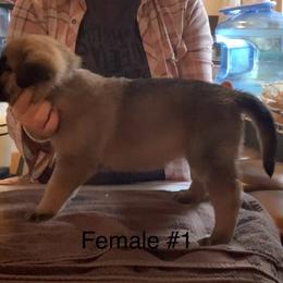 Female 1 - Fawn female Anatolian Shepherd Dog puppy in Daggett, Michigan from T&S Anatolians