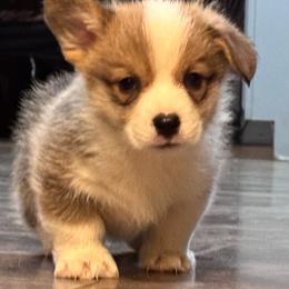 Boy 2 - White and red male Pembroke Welsh Corgi puppy in Tehachapi, California from Trotter Hill Farms