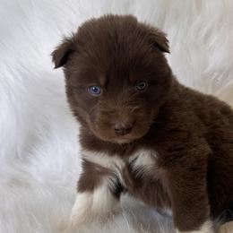 Boy 2 - Brown and white Siberian Husky puppy in Jonesborough, Tennessee from Dry Creek Siberians