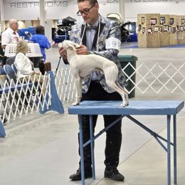 Spectre - Italian Greyhound