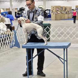 Spectre - Italian Greyhound
