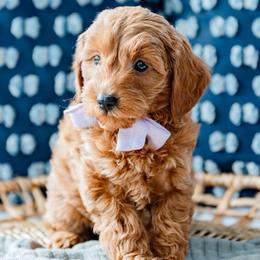 Kacey Musgraves - Red  female Goldendoodle puppy in Lumberton, Mississippi from SouthernDoodlebug/ Utah Doodlebug